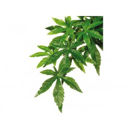 Rostlina EXO TERRA Abuliton velká 80 cm 1ks