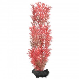 Rostlina TETRA Foxtail Red M 1ks