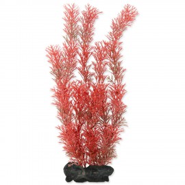 Rostlina TETRA Foxtail Red L 1ks