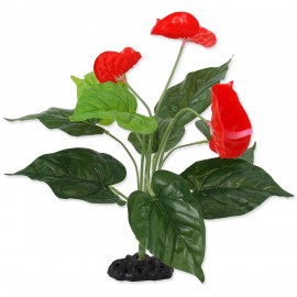 rostlina-repti-planet-kvetouci-anthurium-40-cm