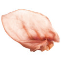 Uši