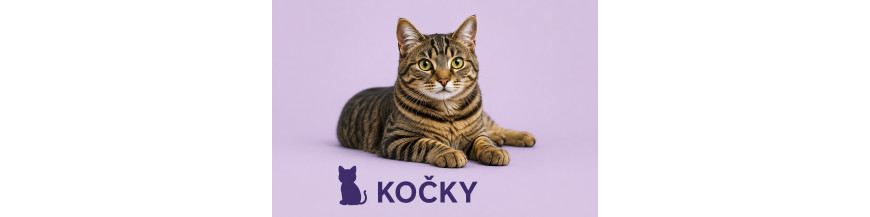 Kočky